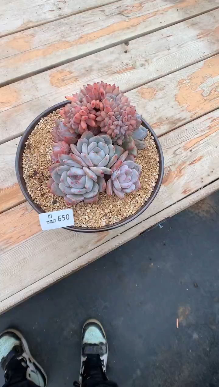 650雪天使缀多肉植物一物一拍