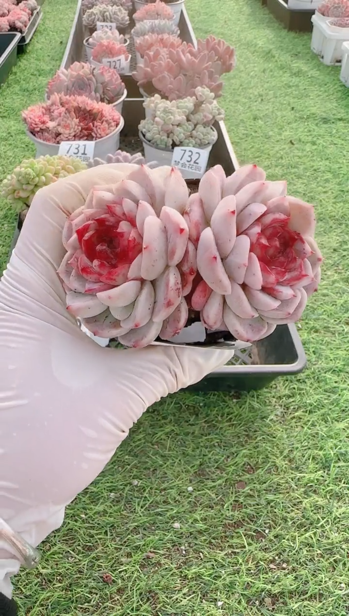 【闪购商品】梦会多肉一物一拍