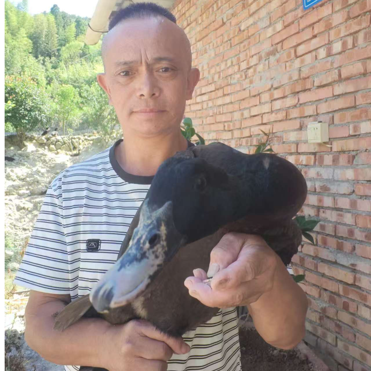 喝山泉吃杂粮无饲料