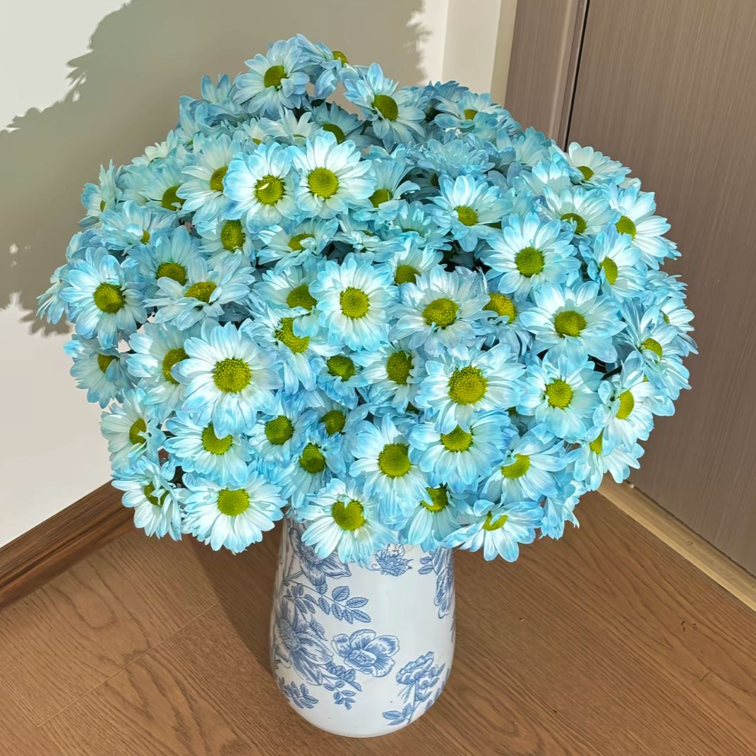 【云舍花卉】【烟雨江南】【渐变色】吸色小菊任意满两单及以上鲜花包邮