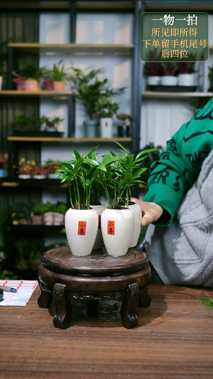 【闪购商品】1--小喜竹柏