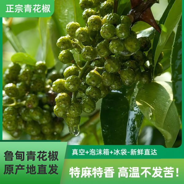 云南鲁甸特麻特香当季新鲜青花椒藤椒农家食用现摘青麻椒香味十足