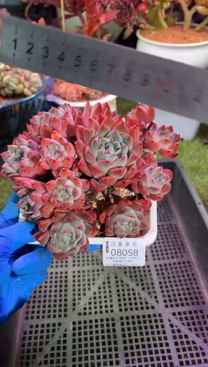 【闪购商品】08058