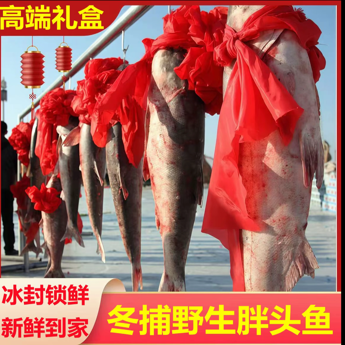 东北冷水野生鱼胖头鱼