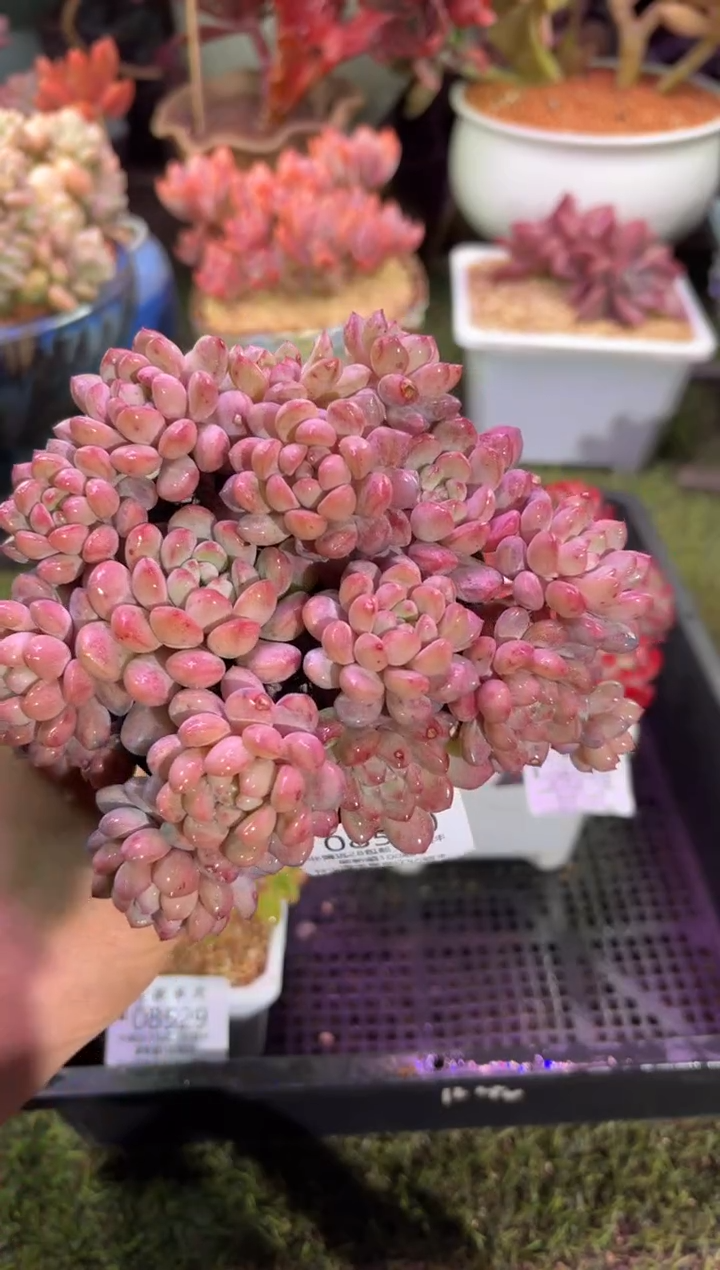 【闪购商品】08530