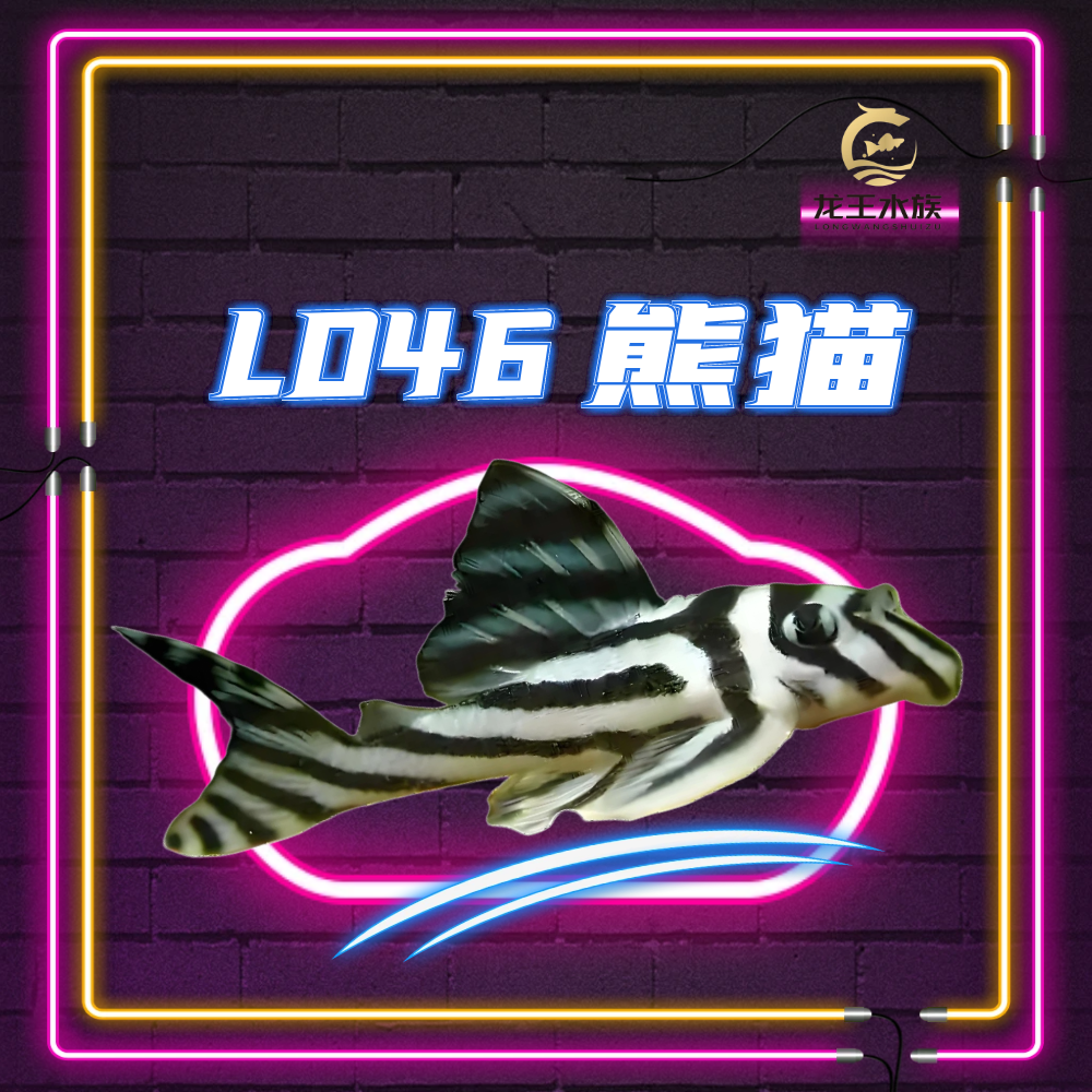 热带观赏鱼L046熊猫异形，成鱼，活体异形鱼