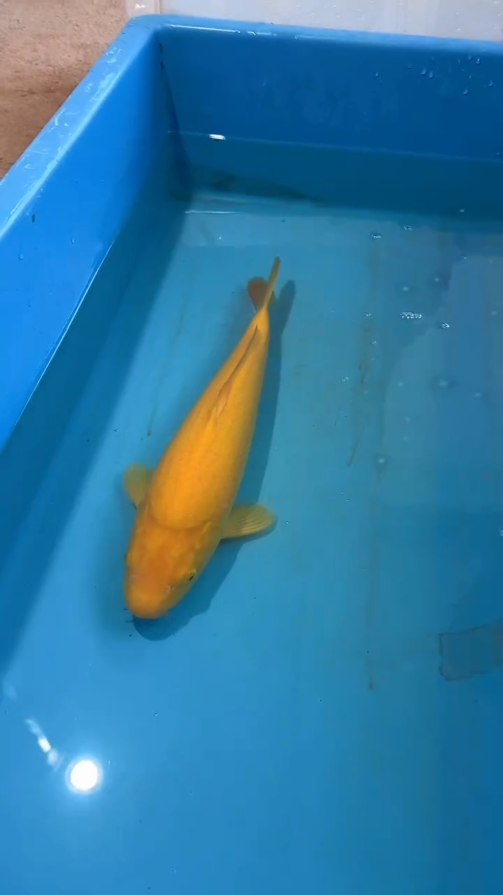 锦鲤太饱锦鲤36cm-45cm不包邮到付