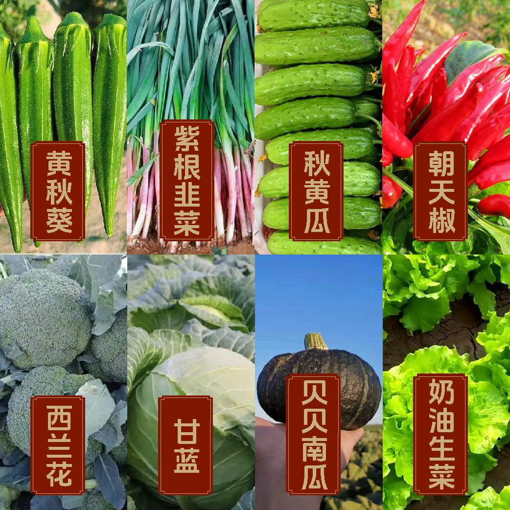 【秋季蔬菜种子套餐三】 秋季蔬菜种子阳台盆栽种植