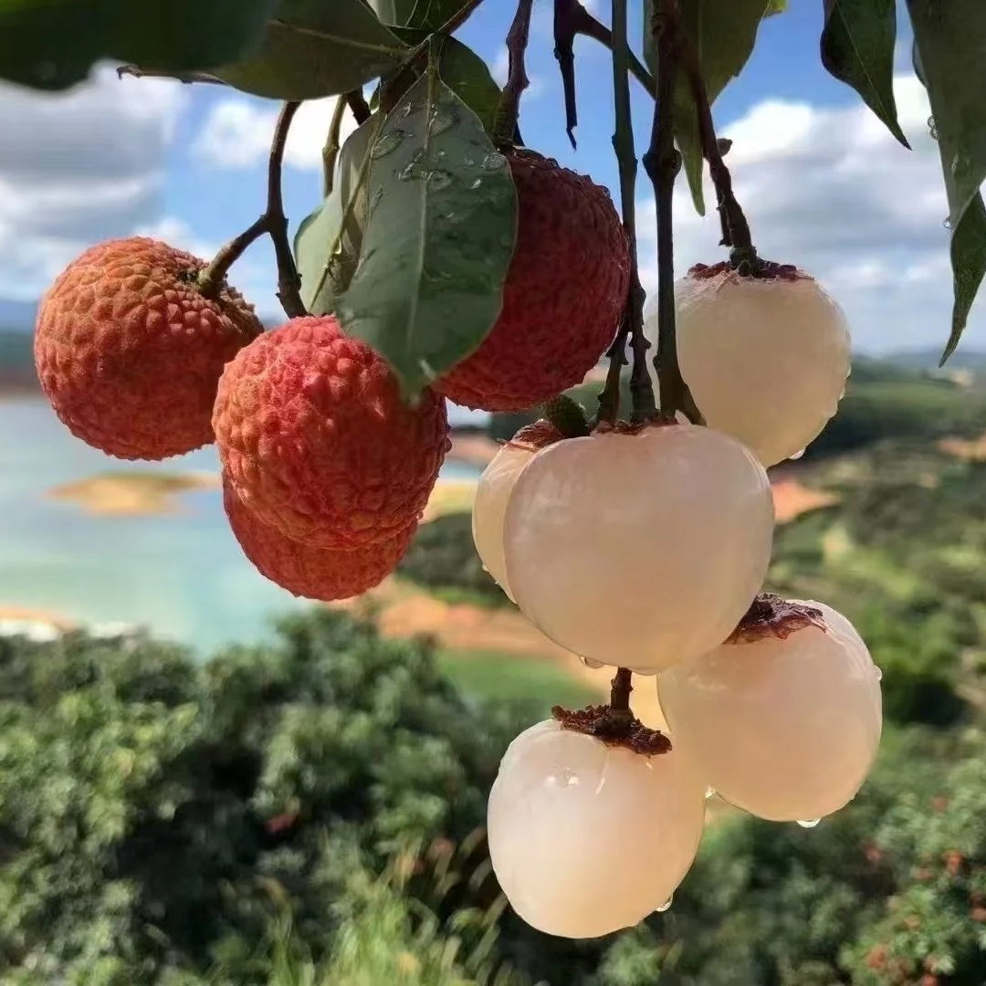 【现货｜明日必达】广西灵山老树荔枝 新鲜荔枝果园现摘 单果 16g起 2/5 斤 当季水果 包邮全国仓发 坏果包赔