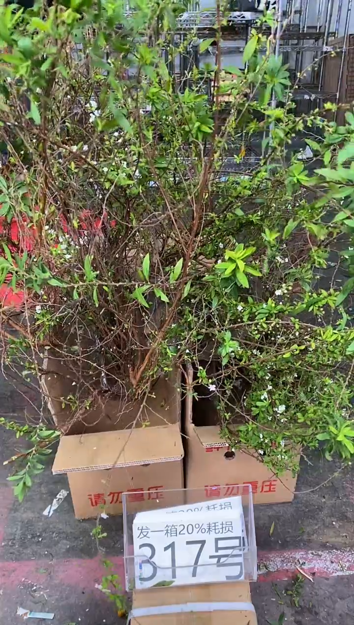 317号♥含20%耗损发一箱