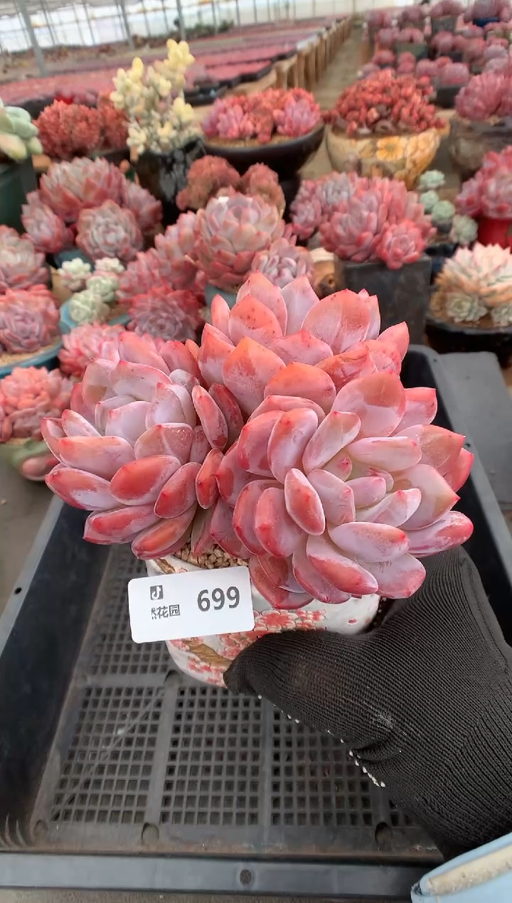 699韩橙一物一拍多肉植物
