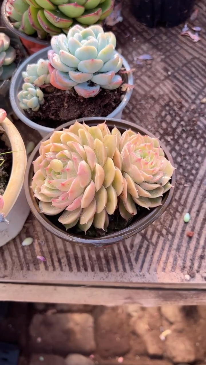 端*多肉植物一物一拍02335