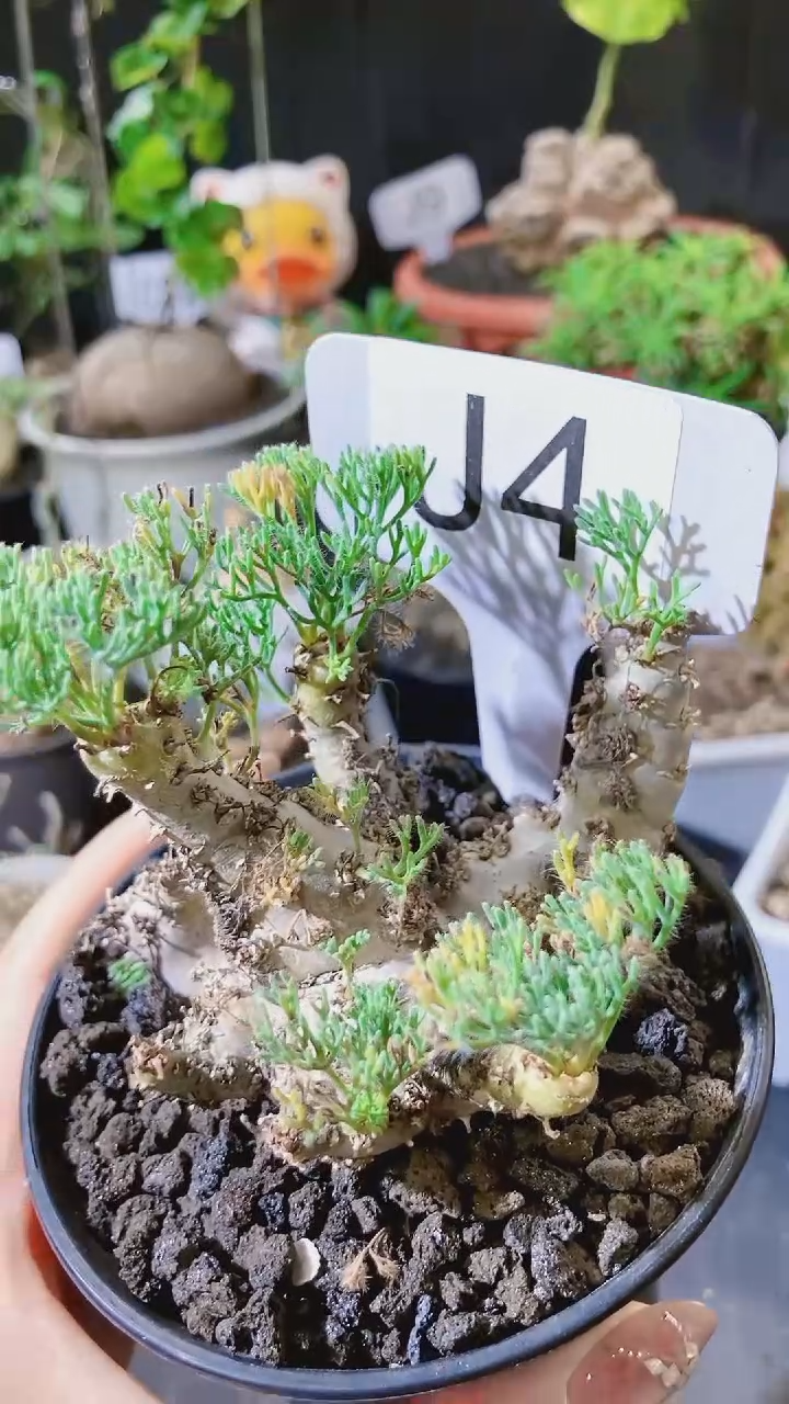 【闪购商品】VIP景天X白皮月界1288元