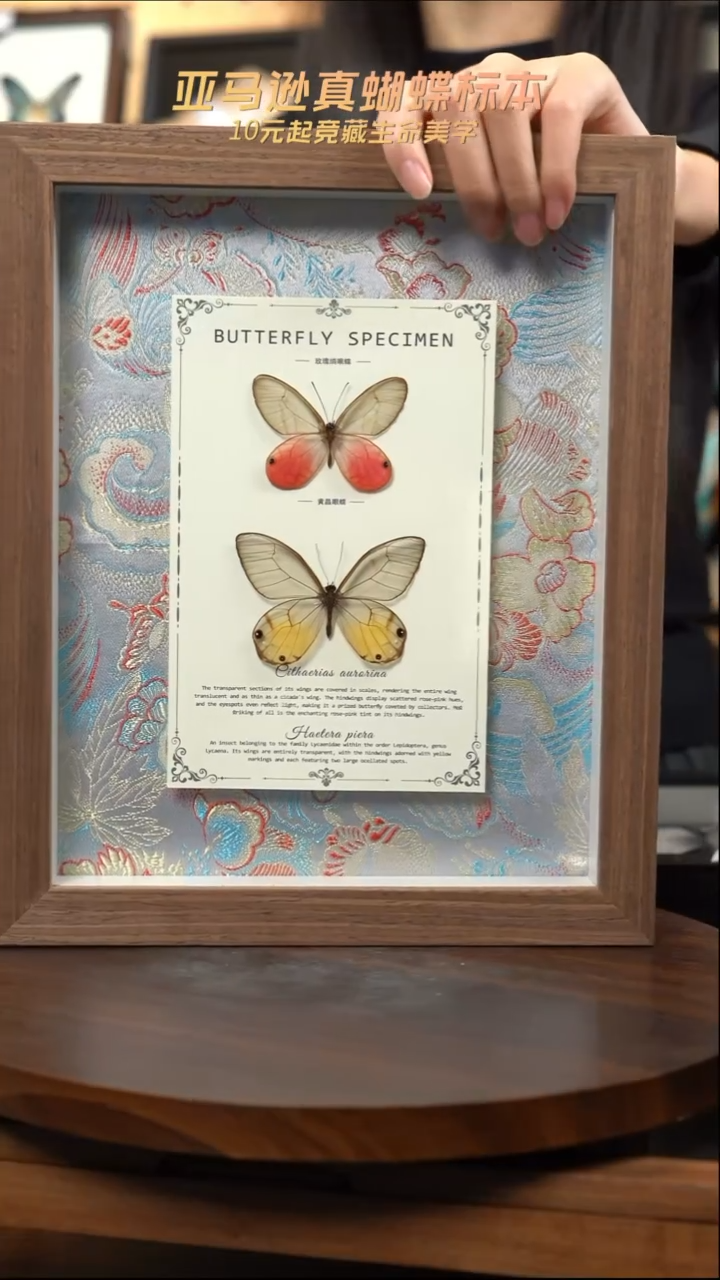 玫瑰绡眼蝶+黄晶眼蝶国风花蓝色布底