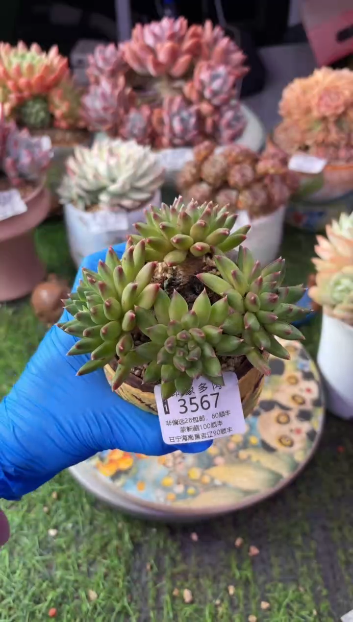 昆明印象多肉3567