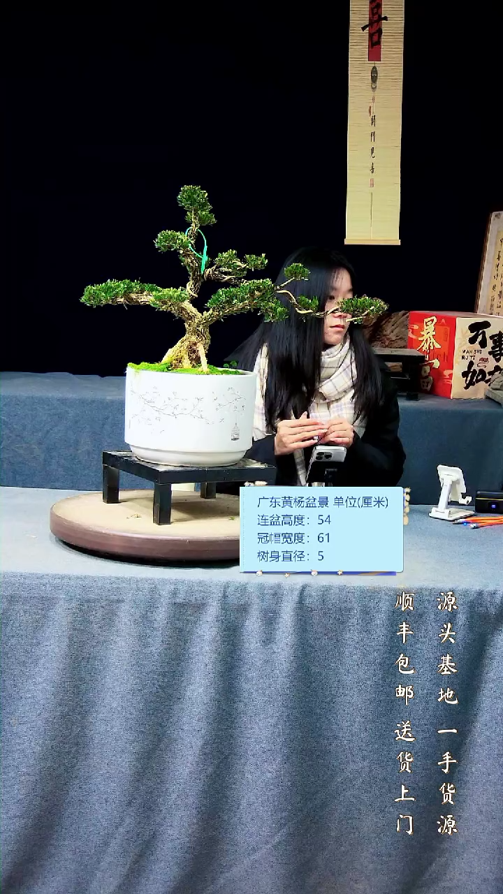 【闪购商品】黄杨盆景黄杨盆景