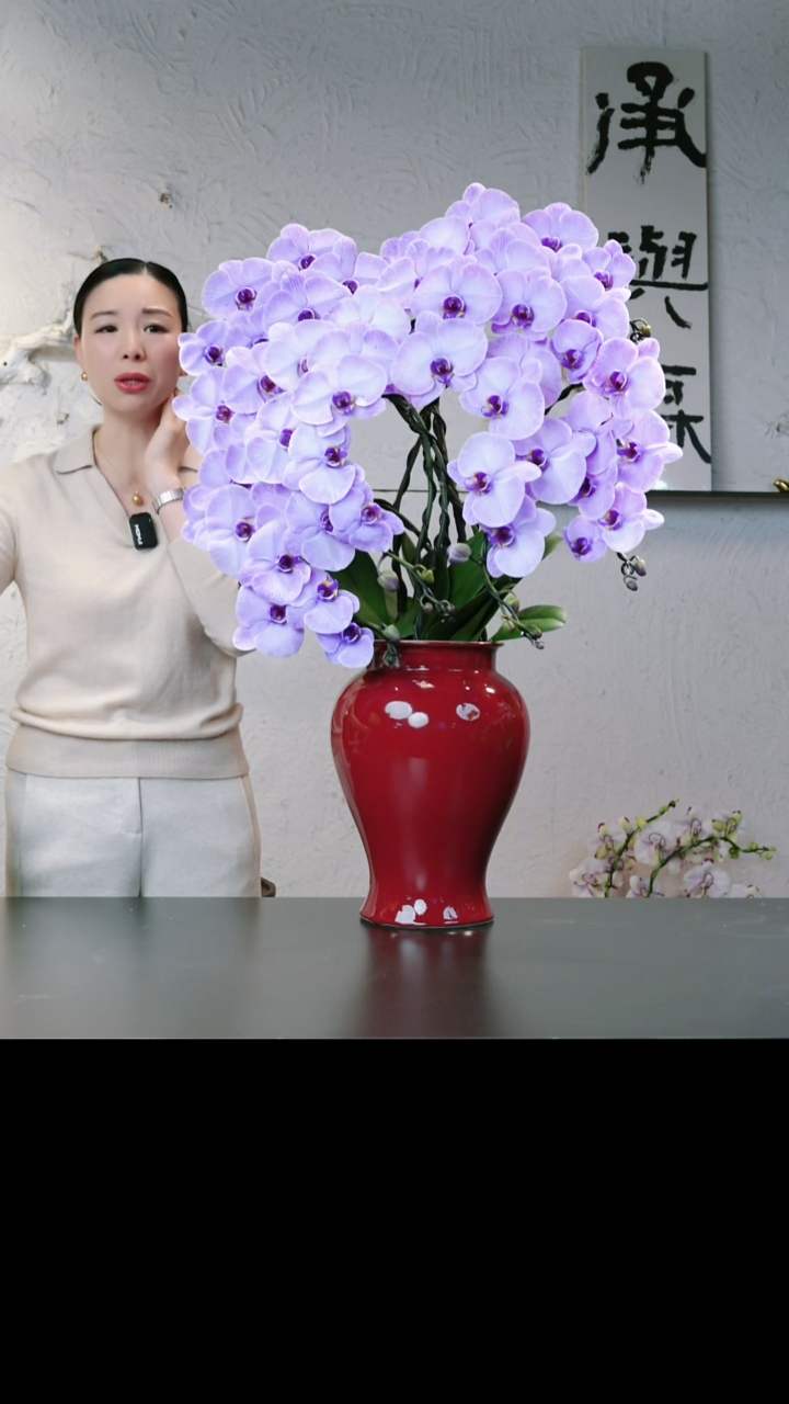 完全开放沙沙蝴蝶兰组盆专拍