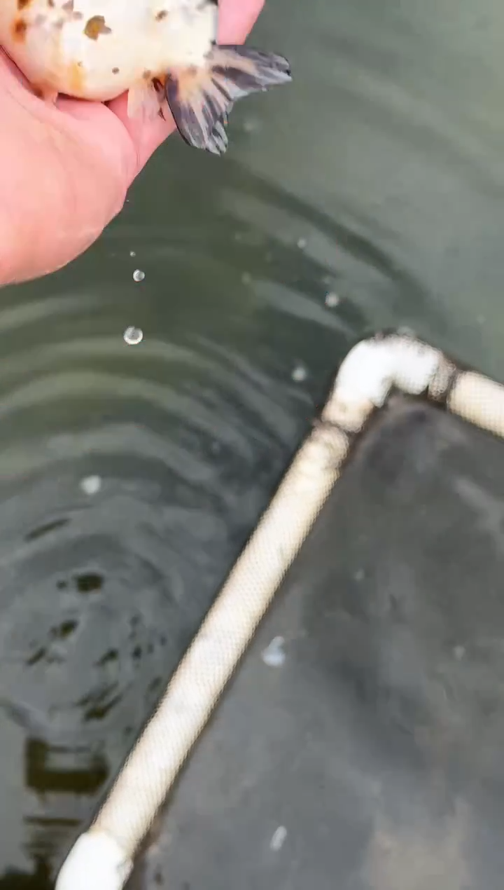 金鱼z***水观赏鱼金鱼兰寿金鱼 不包邮