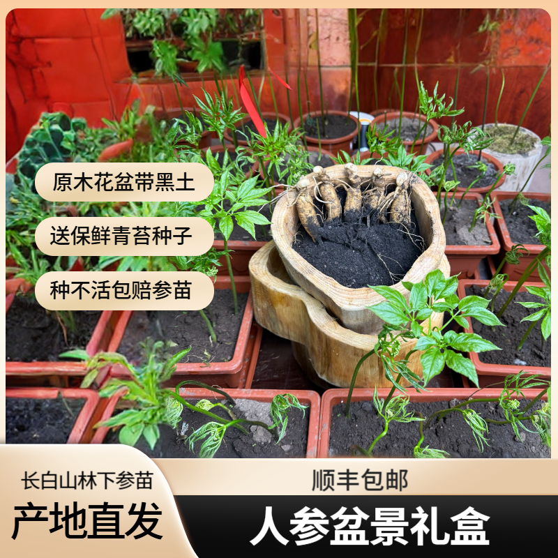 【盆栽人参】独家培育长白山林下参苗 可做盆景观赏 可滋补食用