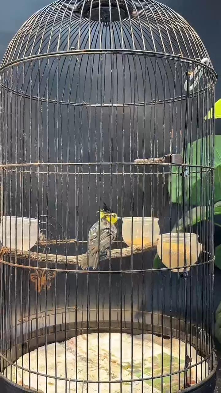 10号   黄颊山雀养笼0元起拍