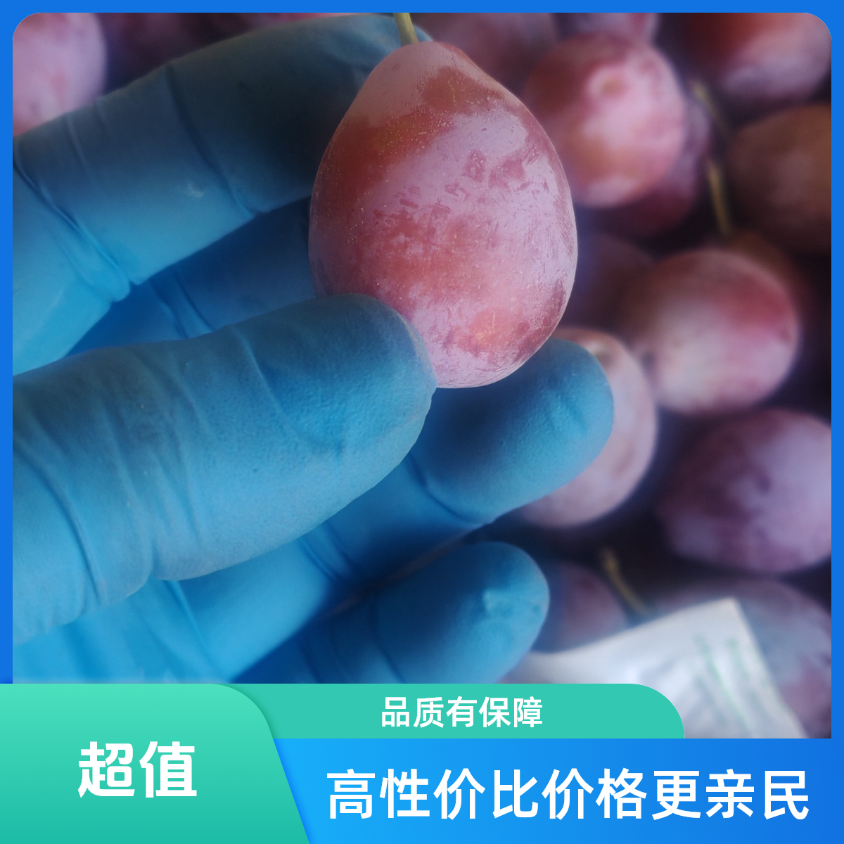 新疆法兰西西梅JJ（28-30mm）2.5g