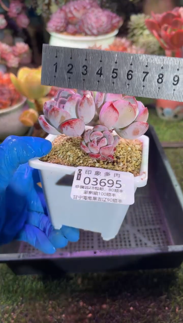 【闪购商品】03695