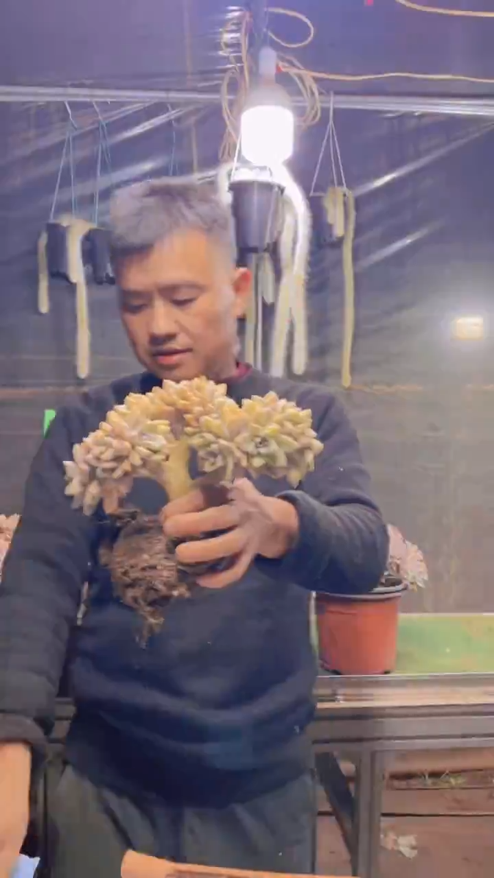185淡雪缀化一物一拍