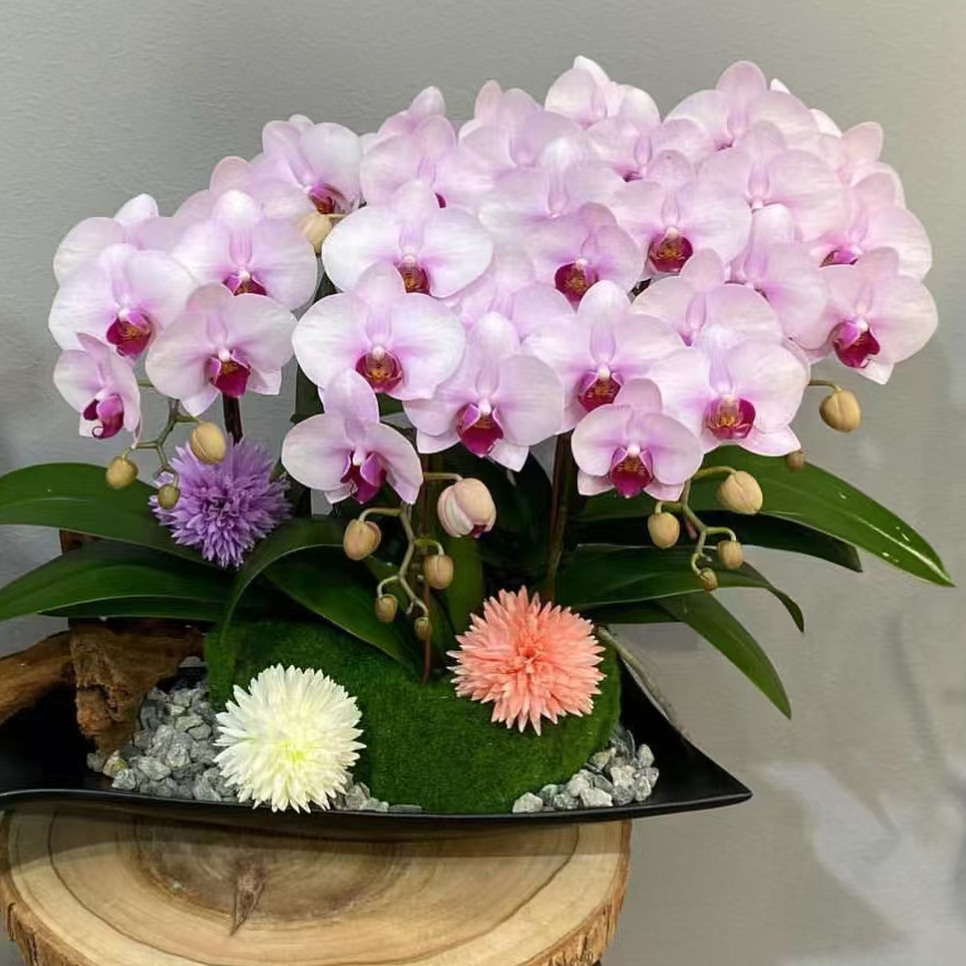 蝴蝶兰扣号下单链接（600-700）