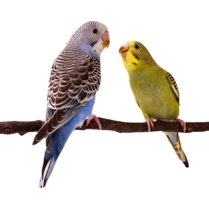 彩色虎皮鹦鹉活鸟手养公母可选