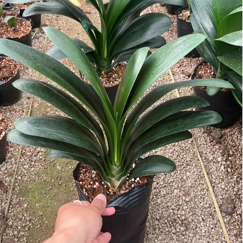 精品君子兰盆栽名贵花卉室内室外阳台四季常青当年开花好养易活