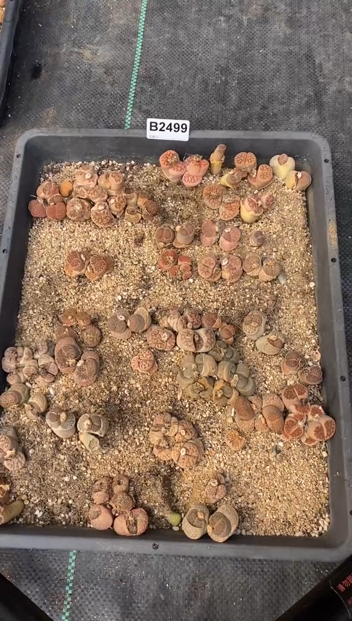 【闪购商品】2499脱土