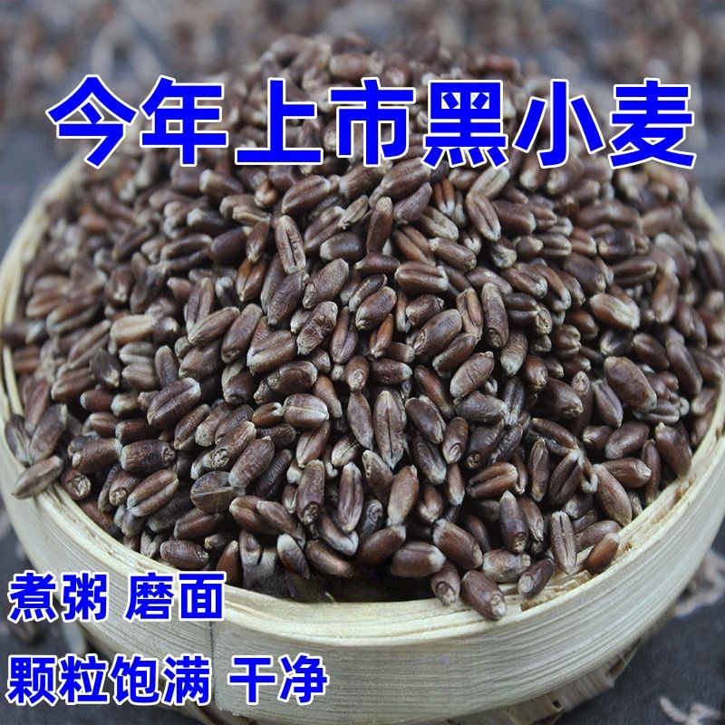 黑小麦粒可发芽食用麦子黑麦仁去皮富硒黑麦新鲜营养农家精选饱满