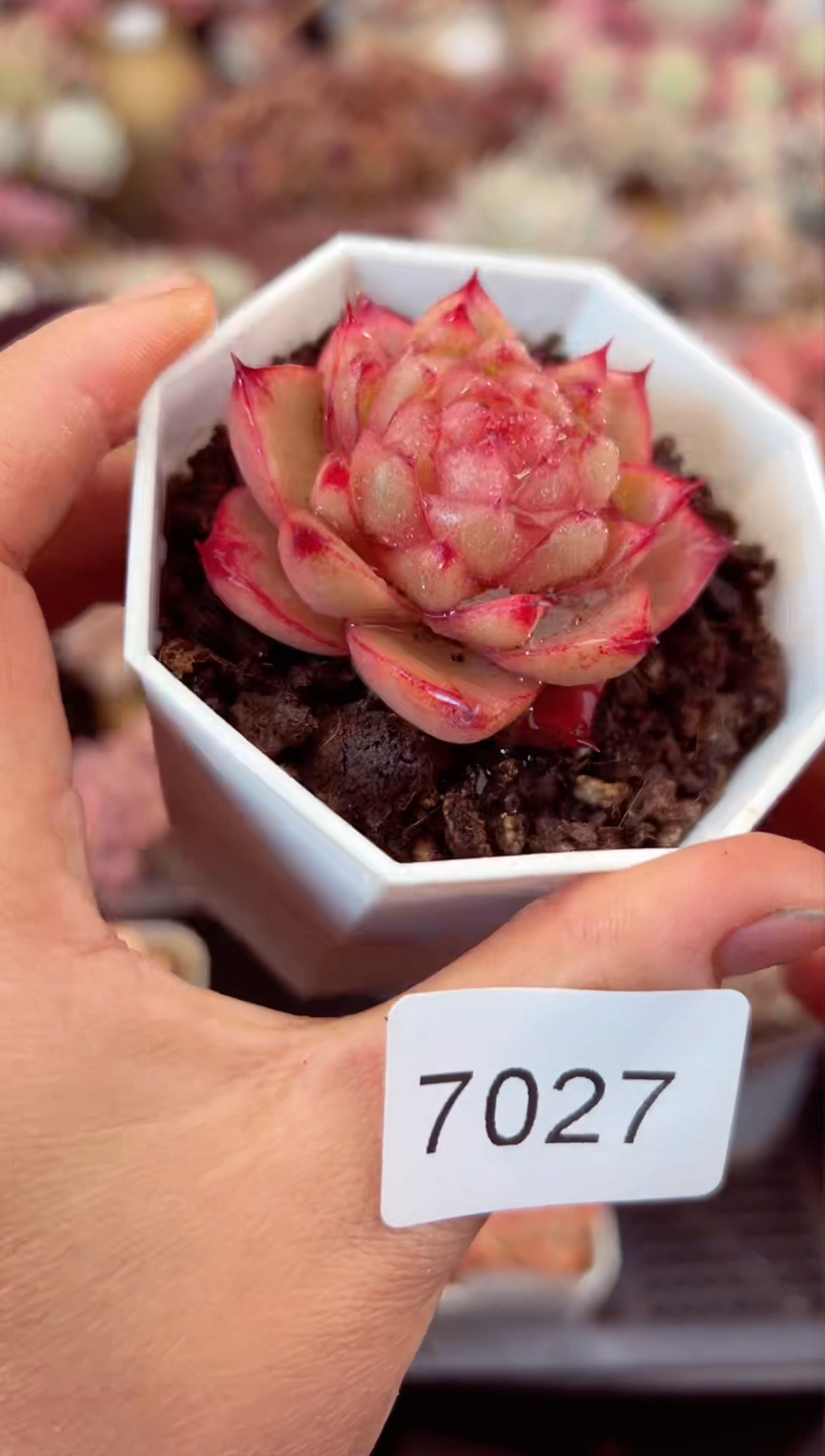 【闪购商品】7027单头白极熊珍妮多肉