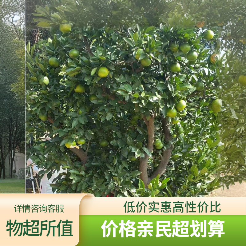 特早熟蜜桔树黄岩涌泉柑橘苗青皮蜜桔苗苗橘子树苗地栽当年结果