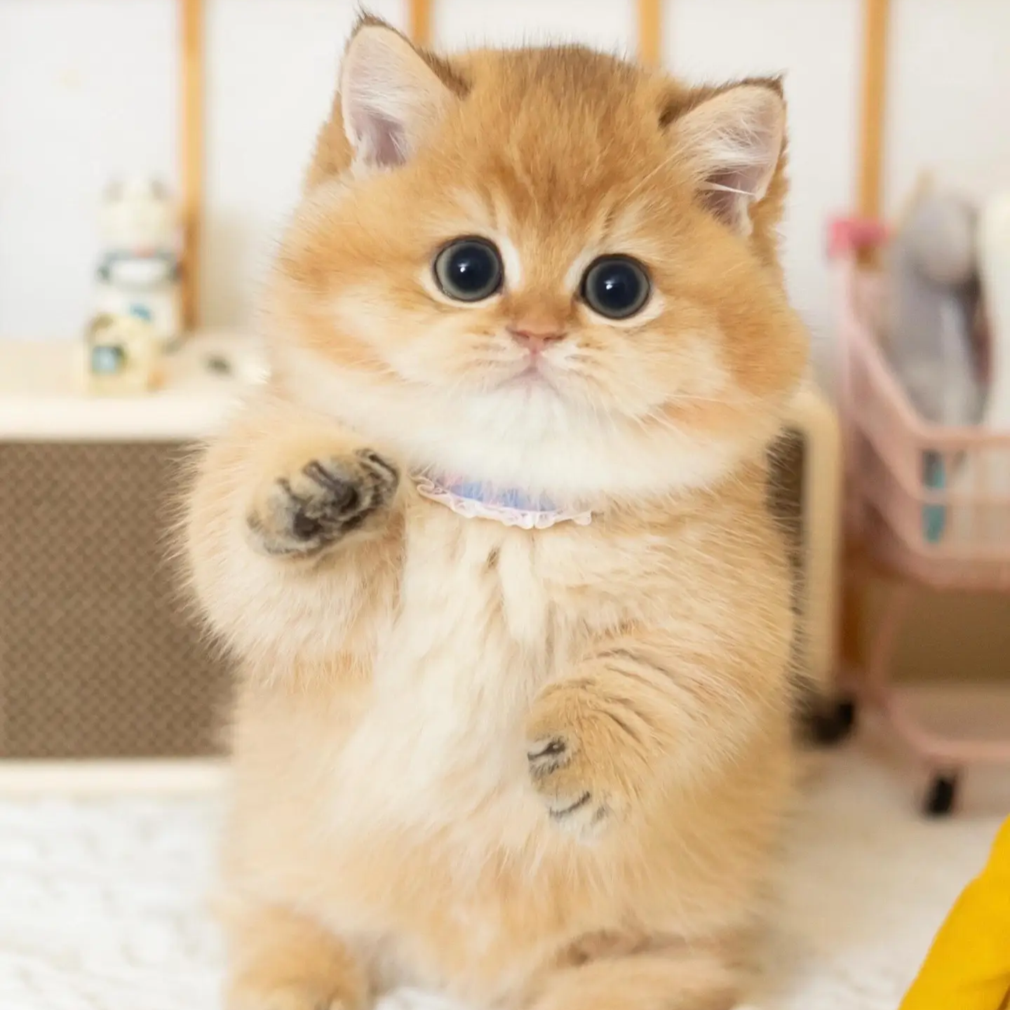 【多银的猫】猫咪活体猫崽