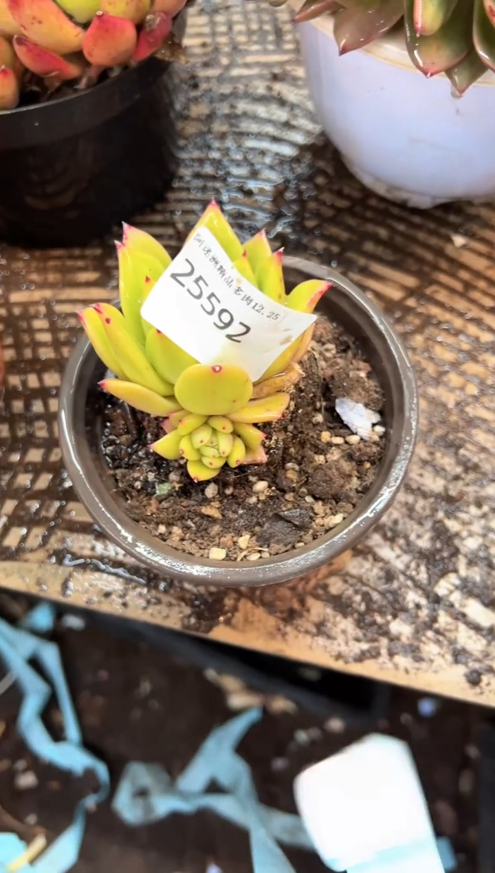 夏*多肉植物一物一拍25592