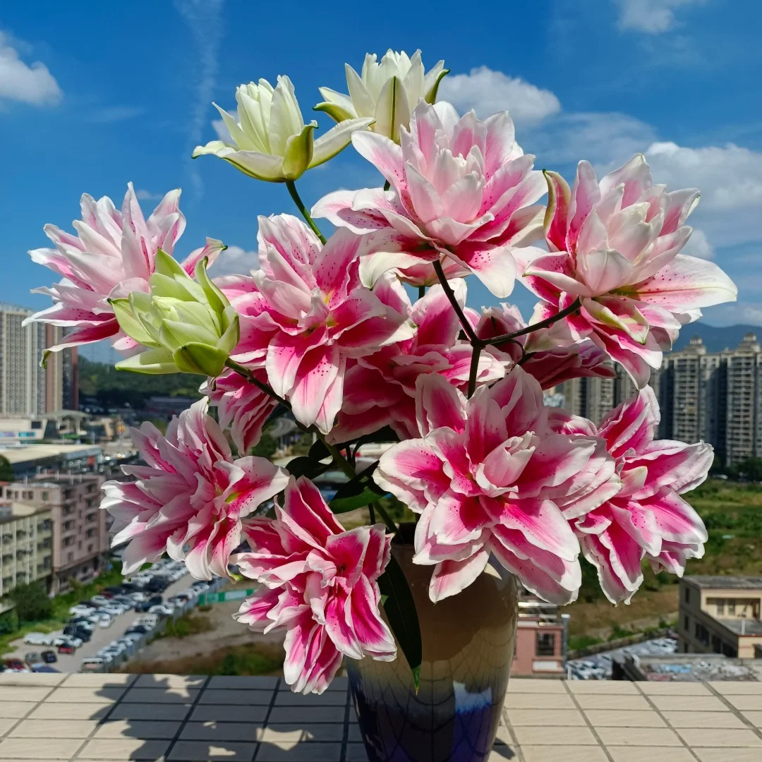 【火星之恋】重瓣香水百合 一单包邮云南鲜花直发 发货后不支持退款