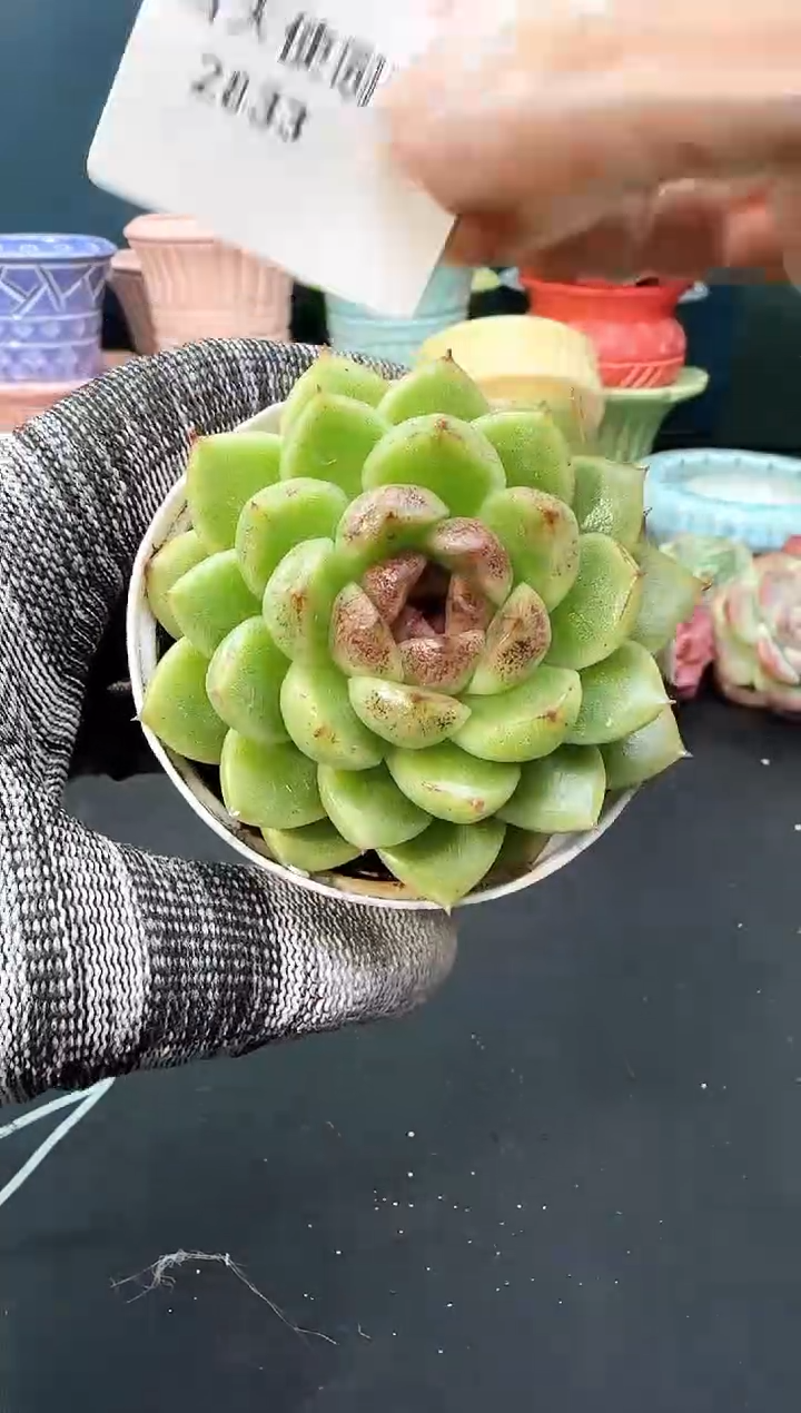 2  833晴王  （冠幅 6 cm）