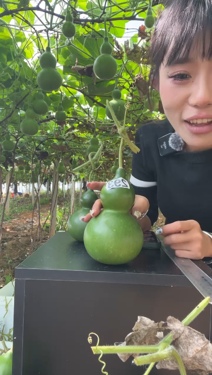 诸**君293天然葫芦摆件 一物一拍龙头不保售后