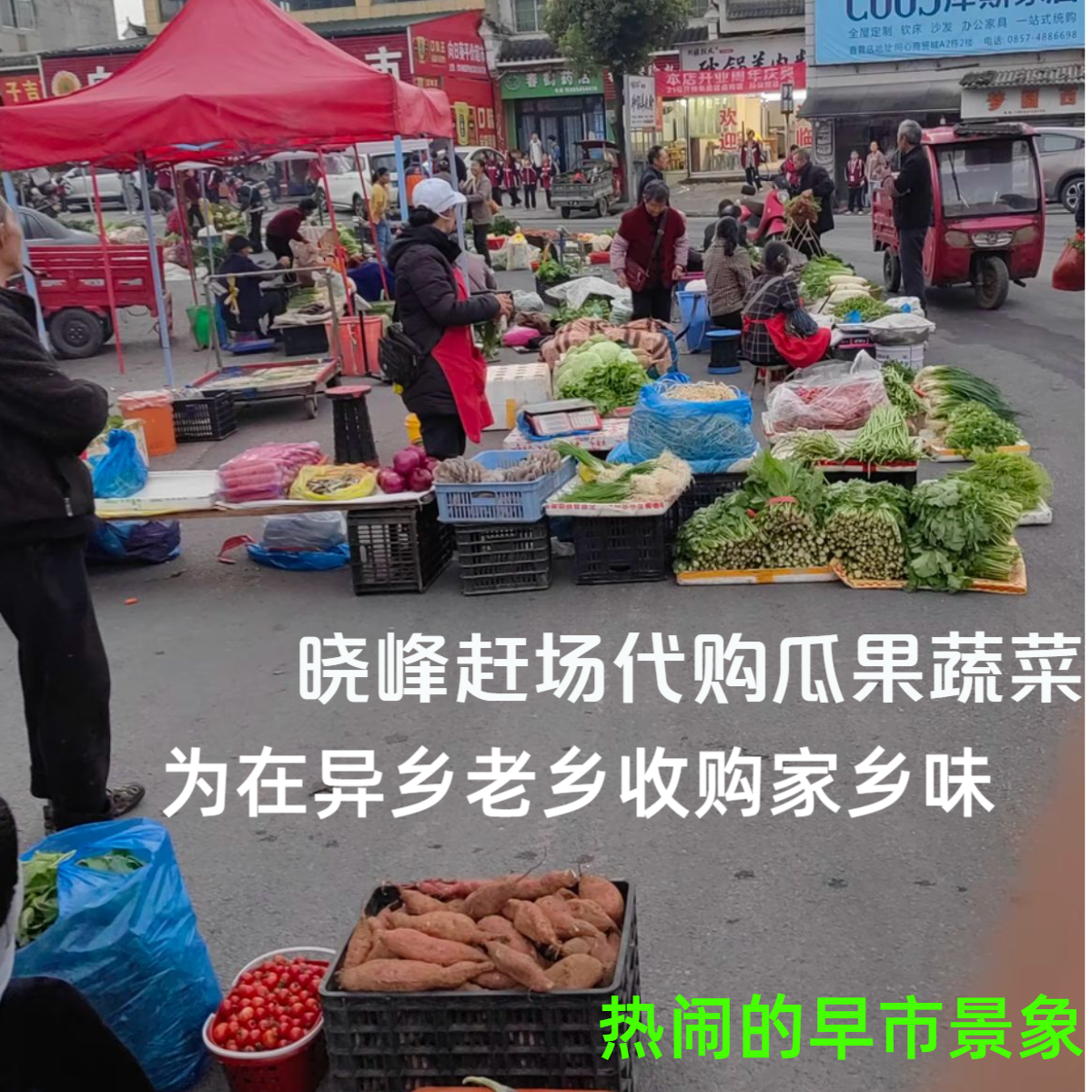 晓峰专属链接为家乡老乡收购瓜果蔬菜白菜新鲜