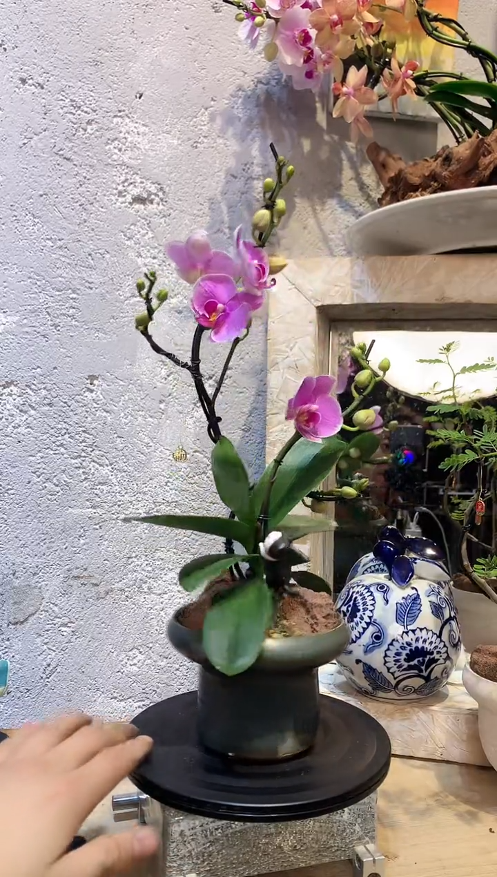 大部分花苞少量开放351蝴蝶兰一物一拍