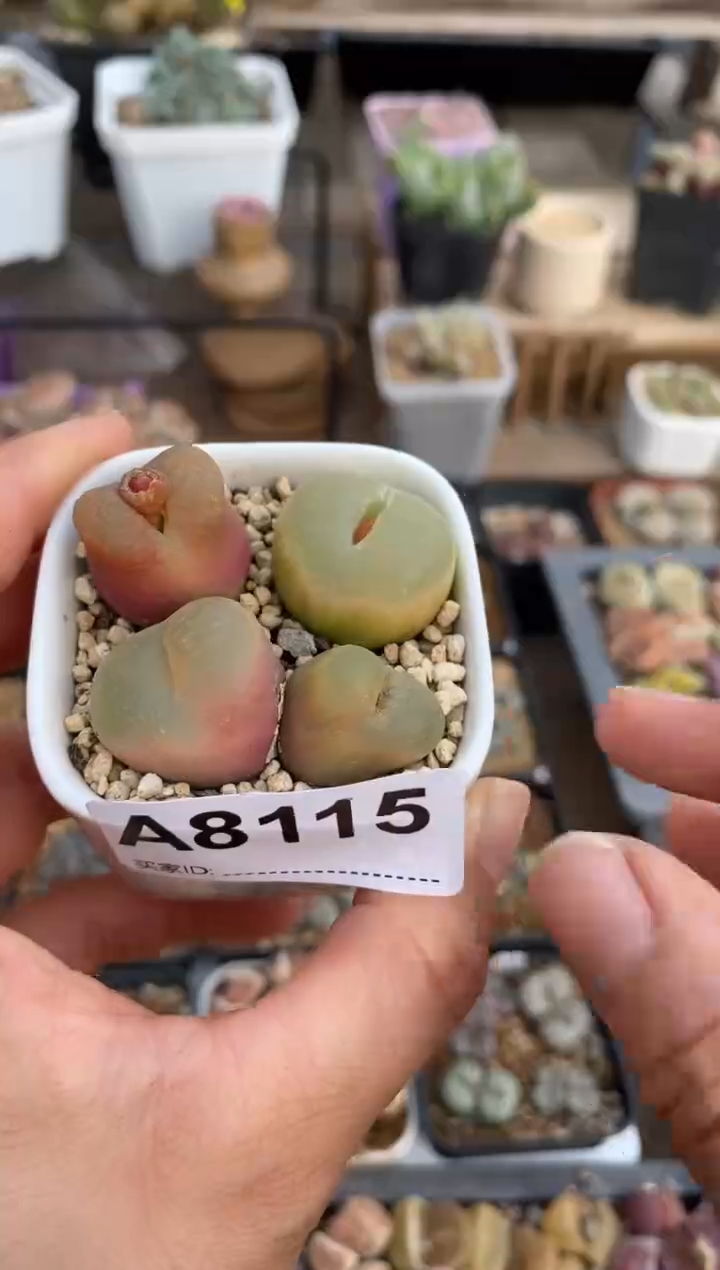 【闪购商品】8115直播一物一拍