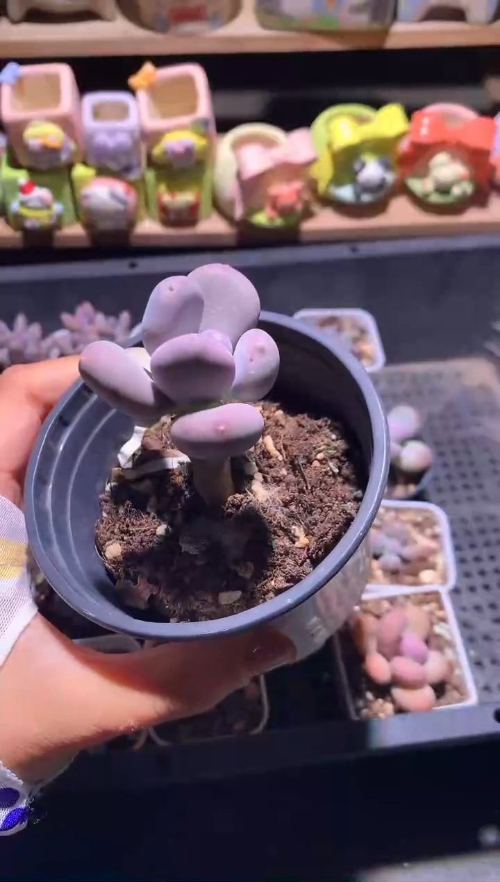 小屁桃奶酪多肉11