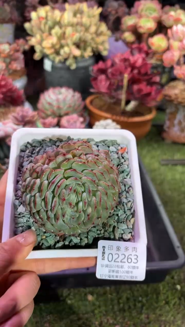 【闪购商品】02263