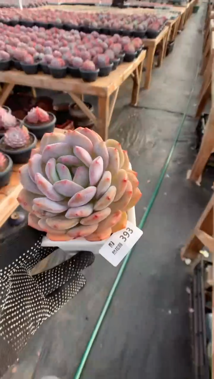 393黄皮橙多肉植物一物一拍