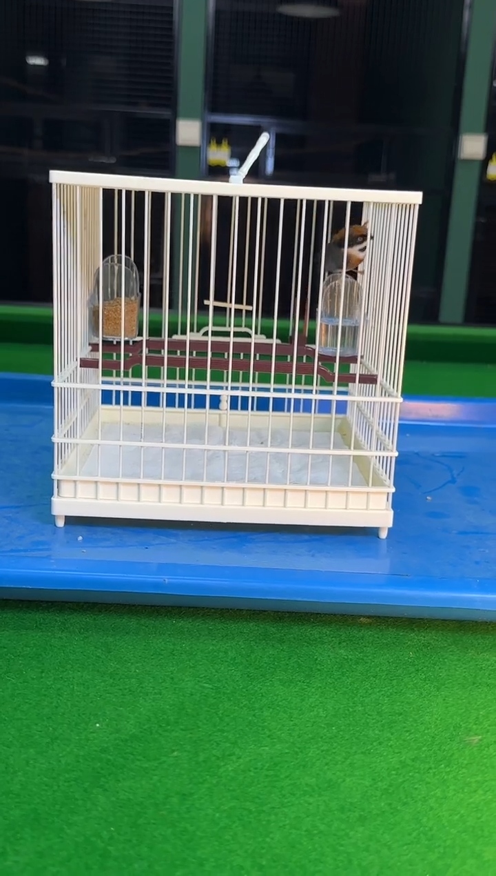 虎皮鹦鹉25号小熊猫养笼0元起拍