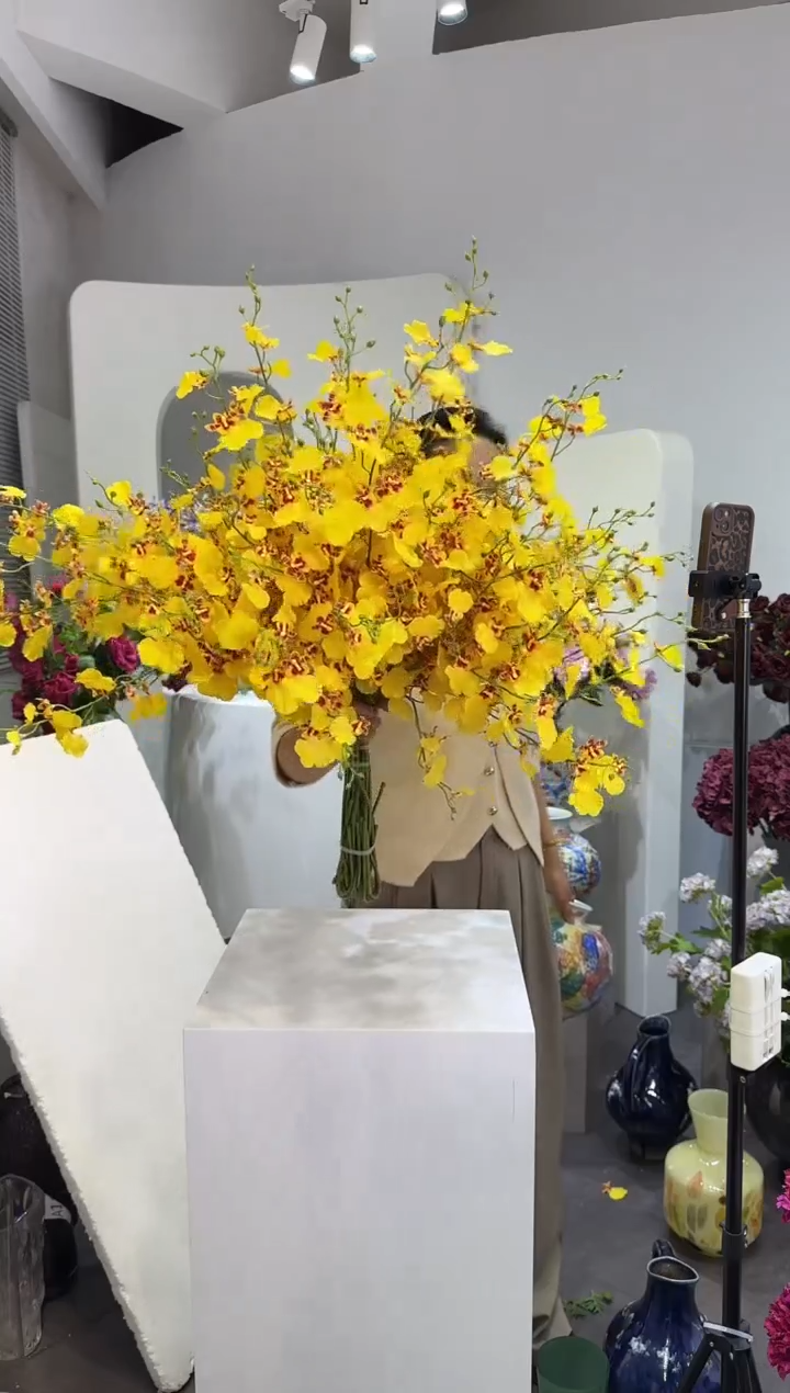 【闪购商品】藤拍10到13黄色跳舞兰