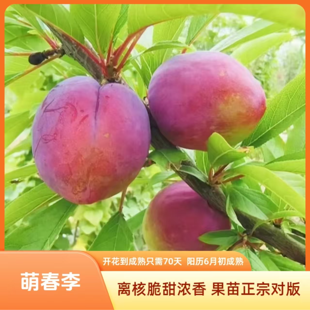 果苗/李子苗/萌春李苗/蓝枣李苗/新品种李子苗/正宗李子苗