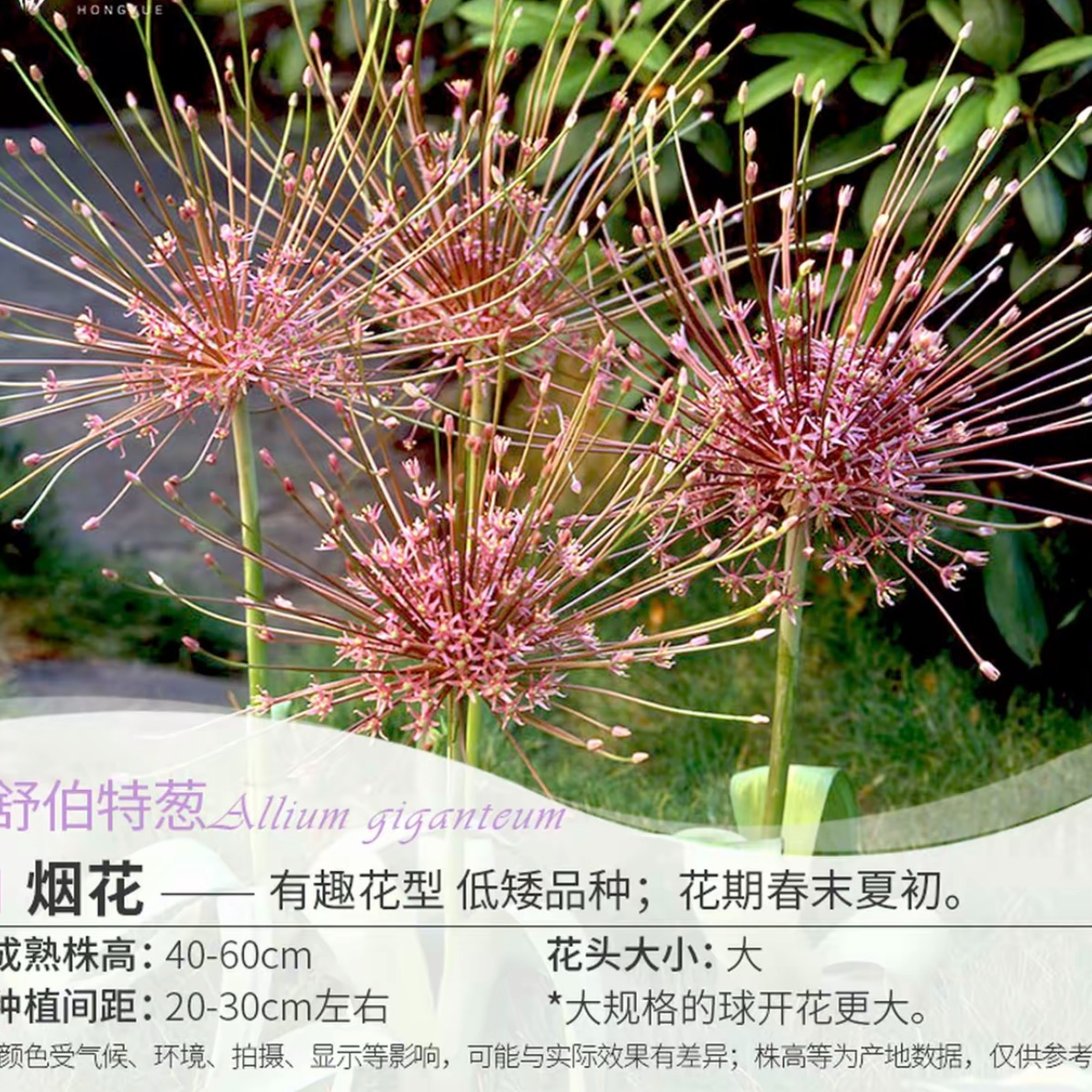 烟花  大花葱种球
