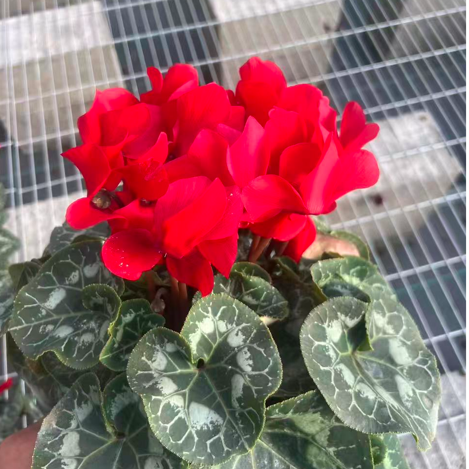精品仙客来花卉盆栽带花苞大花中国红圆边盆栽室内花卉